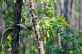 Fox Squirrel